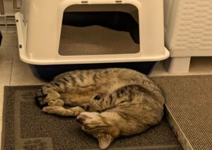 איך לבחור ארגז חול לחתול? המדריך לבחירה הנכונה