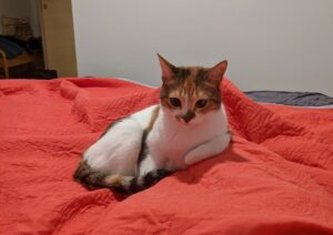 אימוץ גור חתולים: כל מה שחייבים לדעת על הימים הראשונים