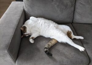 מחליפים מעיל: איך להתמודד עם נשירת פרווה אצל חתולים בעונת הנשירה?